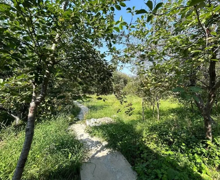 Гостевой дом "Green Forest" — guest house, Talas