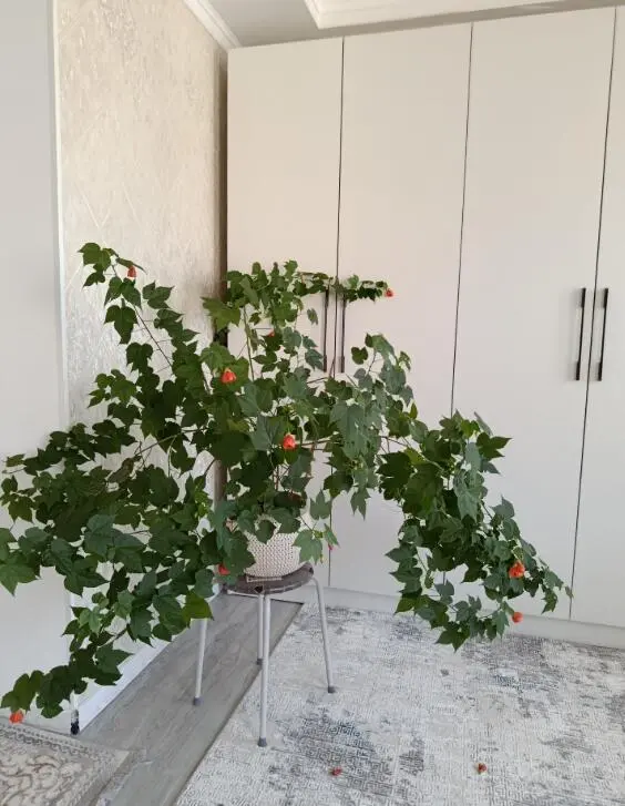 Guest house Anel — guest house, Kazarman
